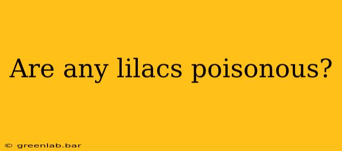 Are any lilacs poisonous?