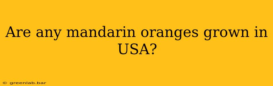 Are any mandarin oranges grown in USA?