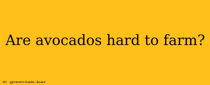 Are avocados hard to farm?