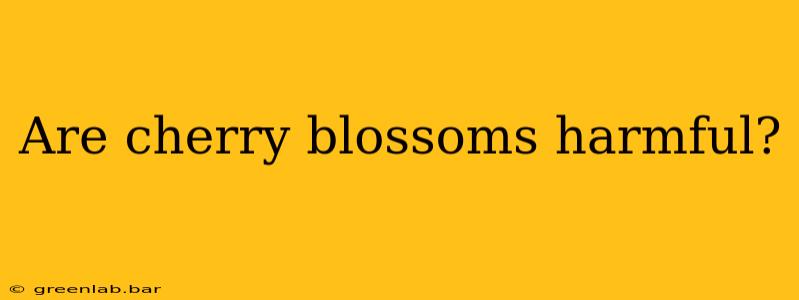 Are cherry blossoms harmful?