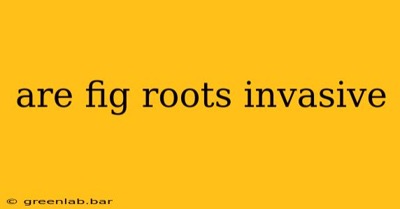 are fig roots invasive