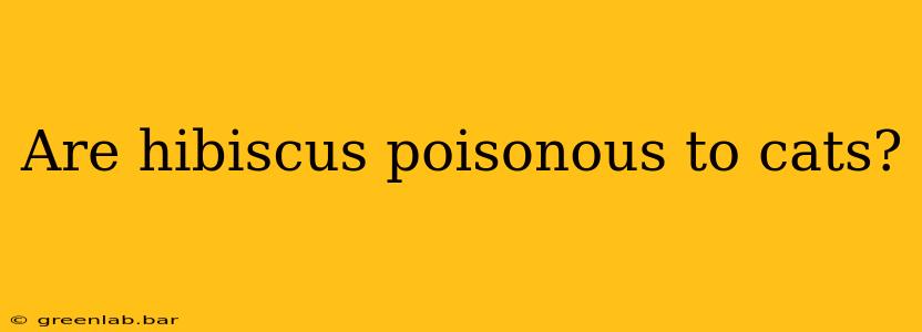 Are hibiscus poisonous to cats?