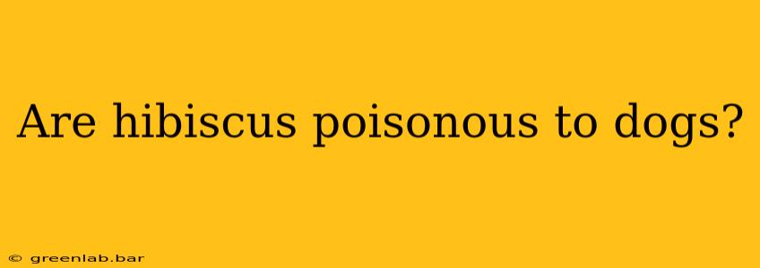 Are hibiscus poisonous to dogs?