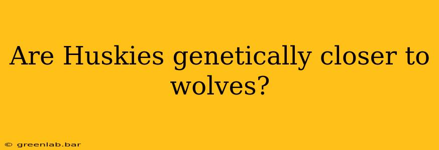 Are Huskies genetically closer to wolves?