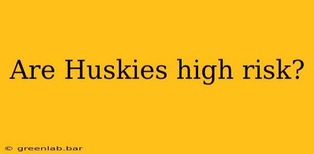 Are Huskies high risk?