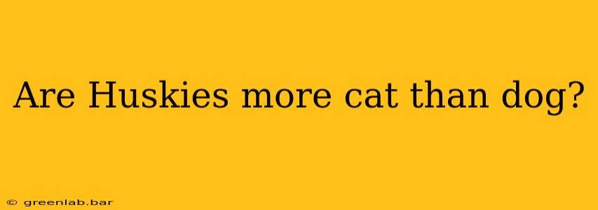 Are Huskies more cat than dog?