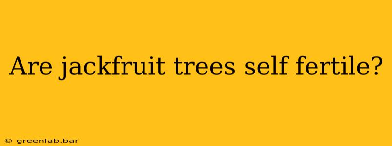 Are jackfruit trees self fertile?