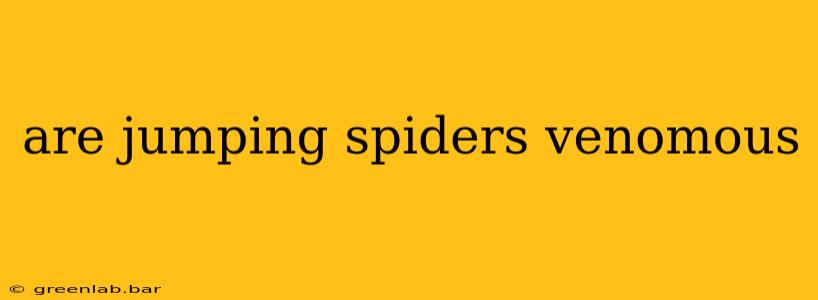 are jumping spiders venomous