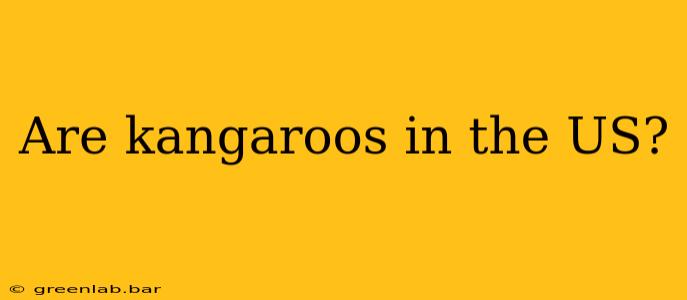 Are kangaroos in the US?