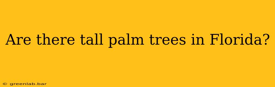 Are there tall palm trees in Florida?