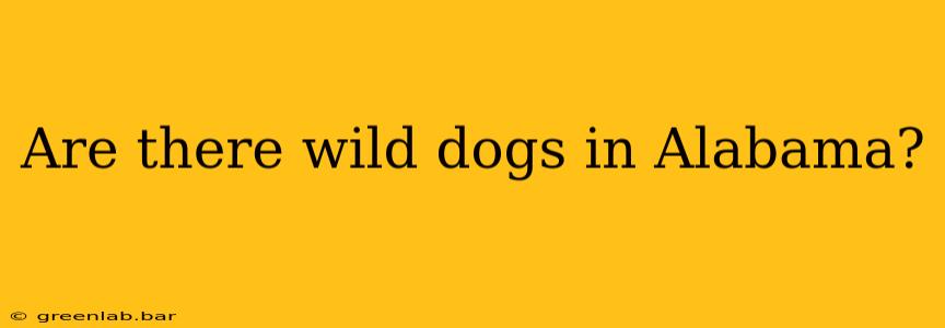 Are there wild dogs in Alabama?