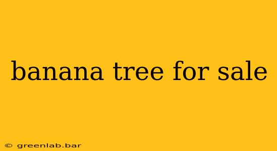 banana tree for sale