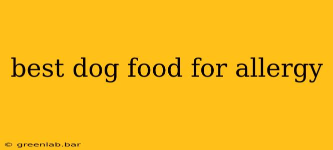 best dog food for allergy