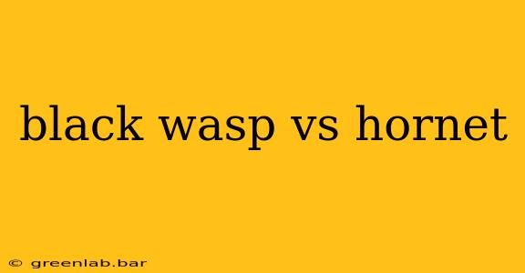 black wasp vs hornet