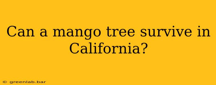 Can a mango tree survive in California?