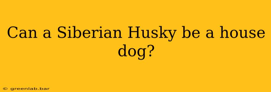 Can a Siberian Husky be a house dog?