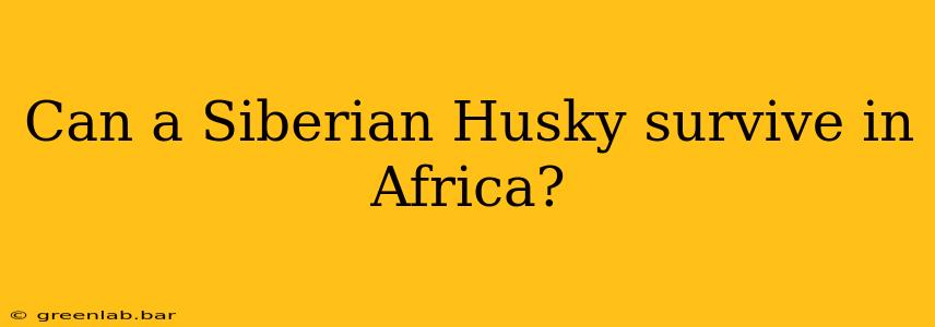 Can a Siberian Husky survive in Africa?