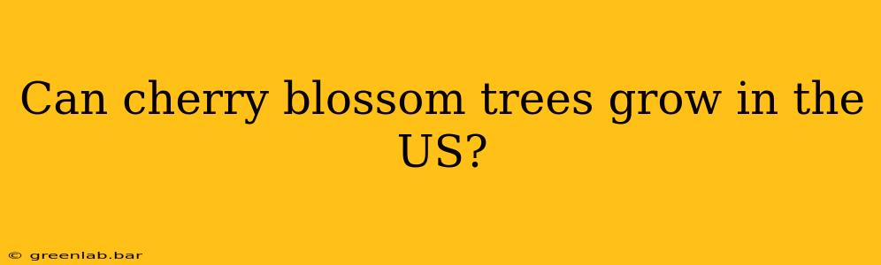 Can cherry blossom trees grow in the US?