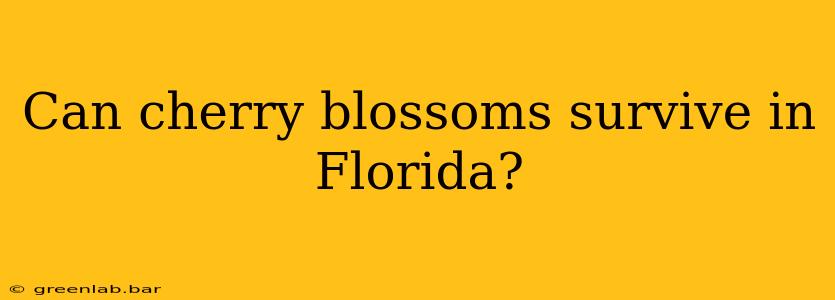 Can cherry blossoms survive in Florida?