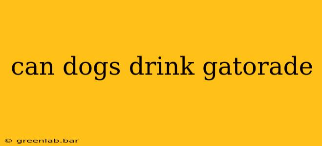 can dogs drink gatorade