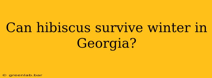 Can hibiscus survive winter in Georgia?