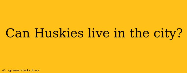 Can Huskies live in the city?