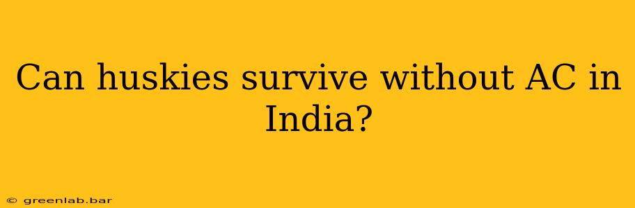 Can huskies survive without AC in India?