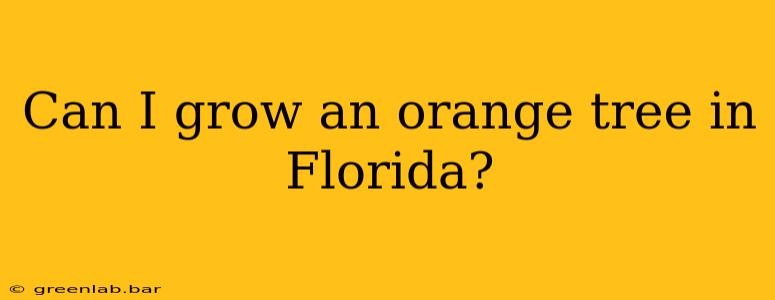 Can I grow an orange tree in Florida?