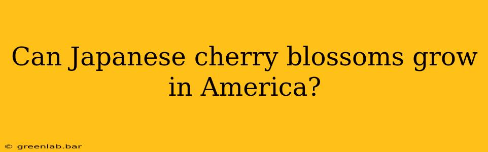 Can Japanese cherry blossoms grow in America?