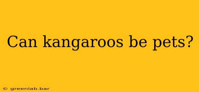 Can kangaroos be pets?