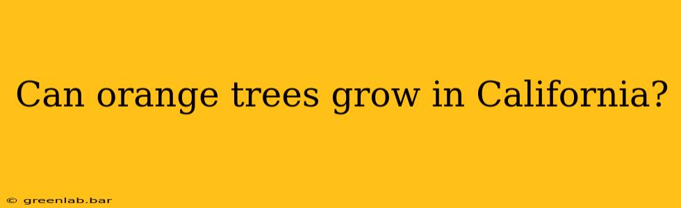 Can orange trees grow in California?