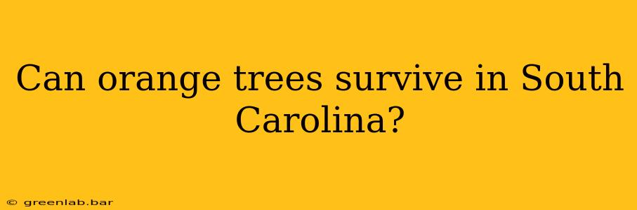 Can orange trees survive in South Carolina?