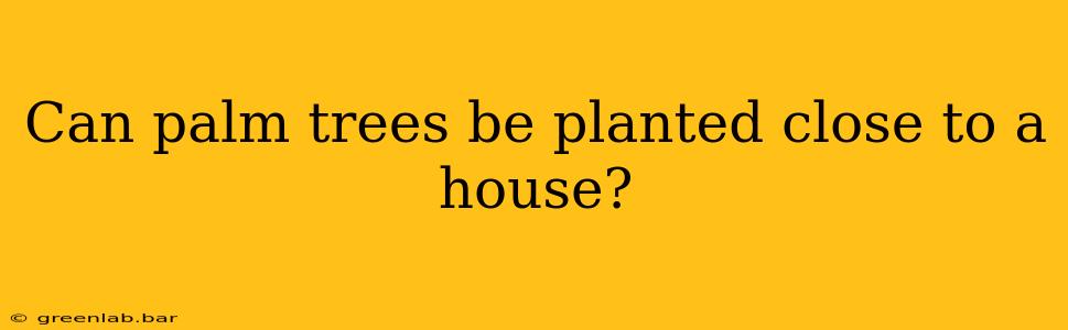 Can palm trees be planted close to a house?