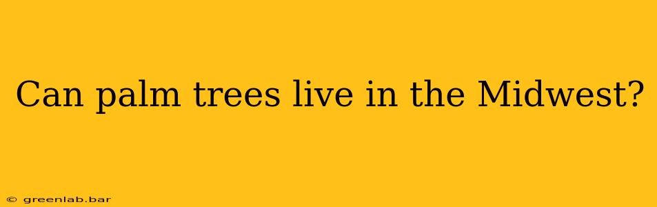 Can palm trees live in the Midwest?