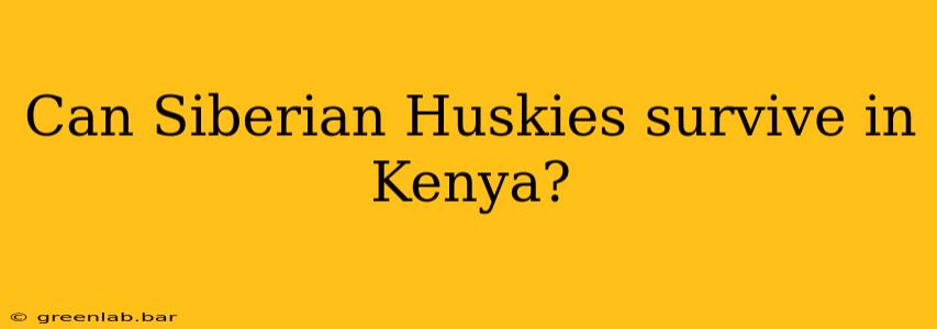 Can Siberian Huskies survive in Kenya?