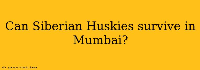 Can Siberian Huskies survive in Mumbai?