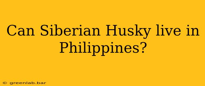 Can Siberian Husky live in Philippines?