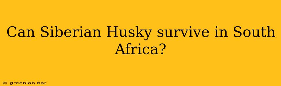 Can Siberian Husky survive in South Africa?