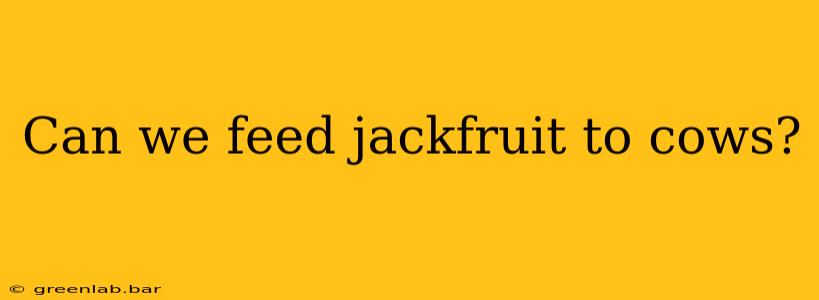 Can we feed jackfruit to cows?