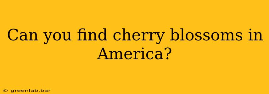 Can you find cherry blossoms in America?