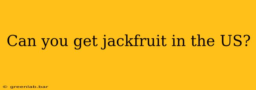 Can you get jackfruit in the US?