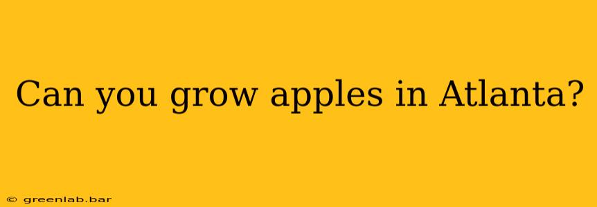 Can you grow apples in Atlanta?