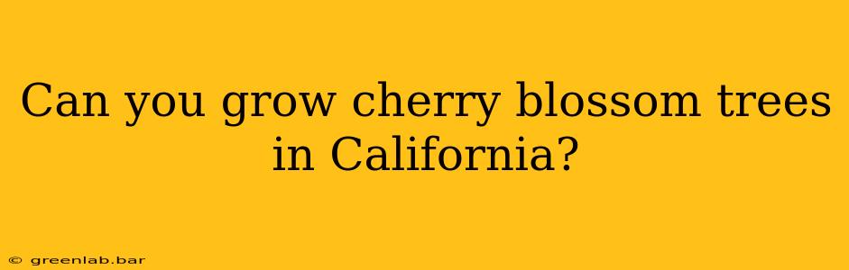 Can you grow cherry blossom trees in California?