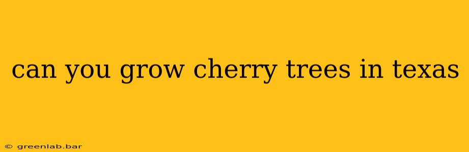 can you grow cherry trees in texas