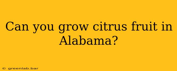 Can you grow citrus fruit in Alabama?