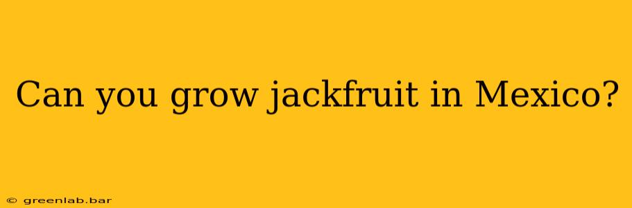 Can you grow jackfruit in Mexico?