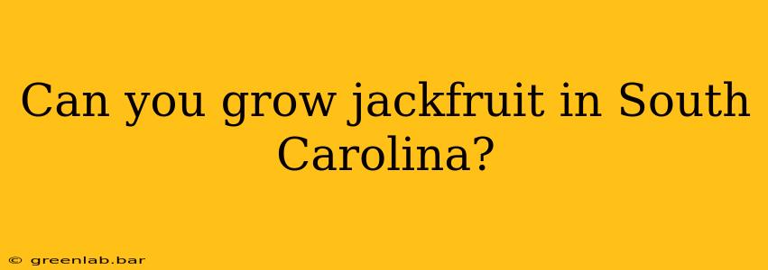 Can you grow jackfruit in South Carolina?