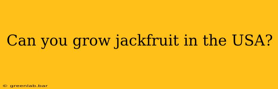 Can you grow jackfruit in the USA?