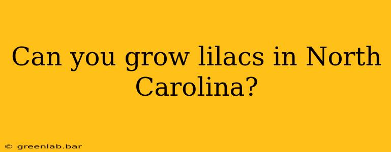 Can you grow lilacs in North Carolina?