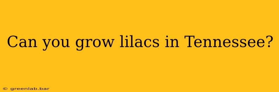 Can you grow lilacs in Tennessee?